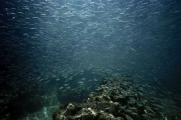 Pacific sardine - sea of cortez