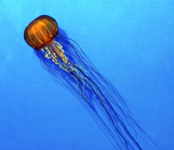 Pacific Sea Nettle Jellyfish - Cold waters of North Pacific. Bell up to 1m across