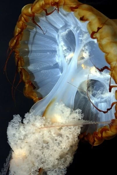 Pacific Sea Nettle Jellyfish - Cold waters of North Pacific. Bell up to 1m across