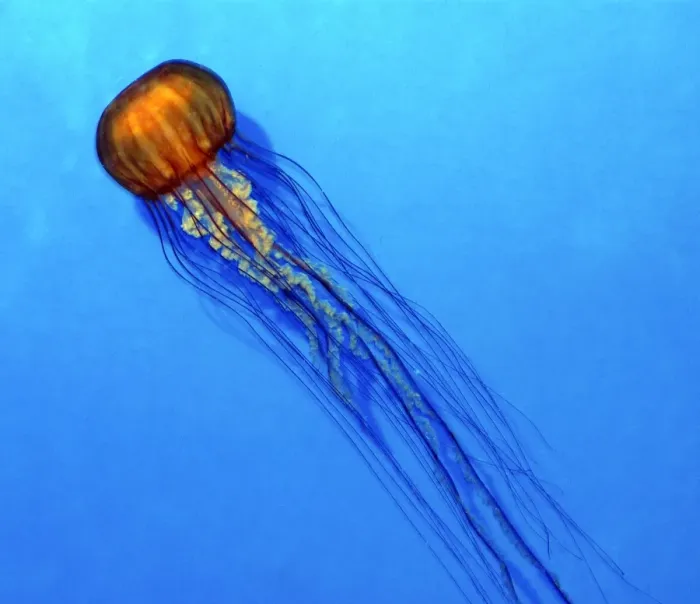 Framed Print : Pacific Sea Nettle Jellyfish - Cold waters of North Pacific. Bell up to 1m across Framed Print : Pacific Sea Nettle Jellyfish - Cold waters of North Pacific. Bell up to 1m across