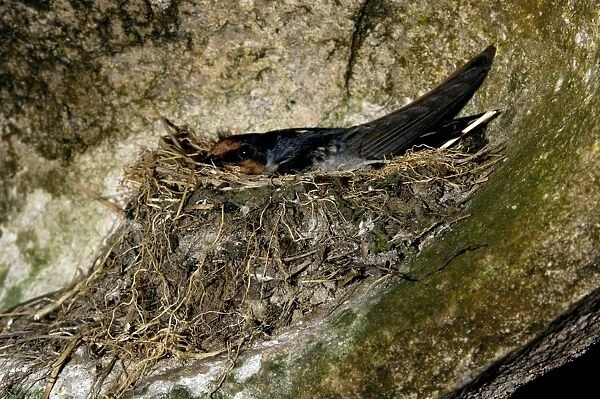 Pacific Swallow (adult) in its nest, built in a niche, carved by sea waves, under a huge volcanic boulder on a beach