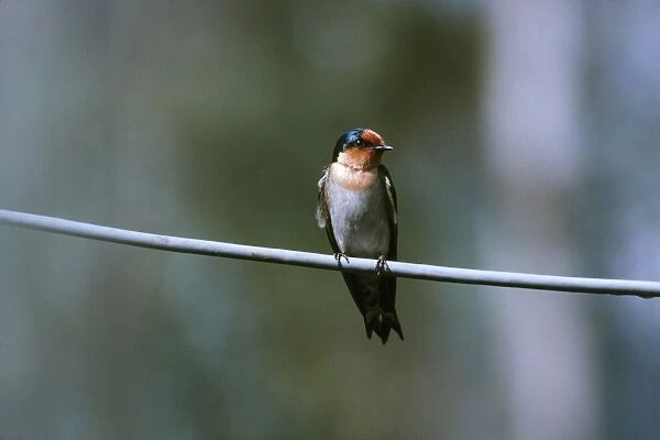 Pacific Swallow DH 802 Perched on branch Hirundo tahitica © Don Hadden  /  ARDEA LONDON