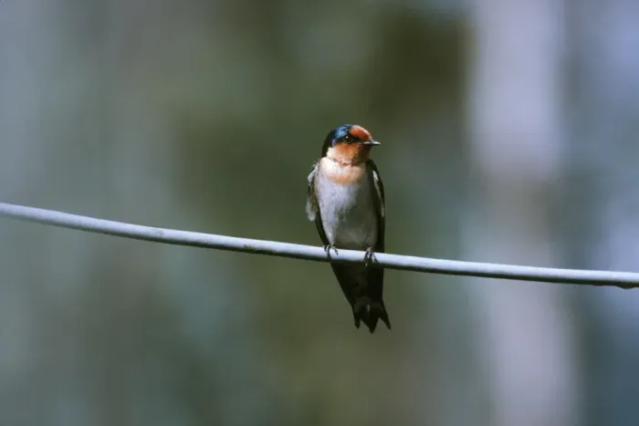 Framed Print : Pacific Swallow DH 802 Perched on branch Hirundo tahitica © Don Hadden / ARDEA LONDON Framed Print : Pacific Swallow DH 802 Perched on branch Hirundo tahitica © Don Hadden / ARDEA LONDON