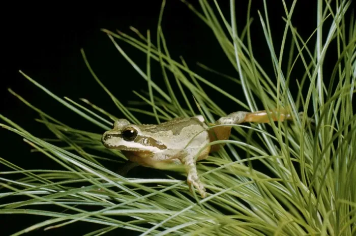 Framed Print : Pacific Tree / Pacific Chorus Frog KFO 98 West USA & Baja California, Mexico. Hyla regilla © Kenneth W. Fink / ARDEA LONDON Framed Print : Pacific Tree / Pacific Chorus Frog KFO 98 West USA & Baja California, Mexico. Hyla regilla © Kenneth W. Fink / ARDEA LONDON