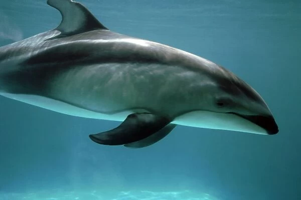 Pacific White sided Dolphin