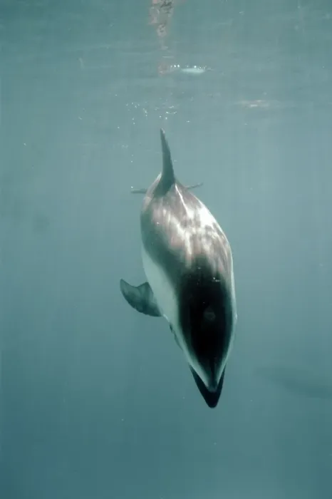 Framed Print : Pacific White-sided Dolphin Framed Print : Pacific White-sided Dolphin