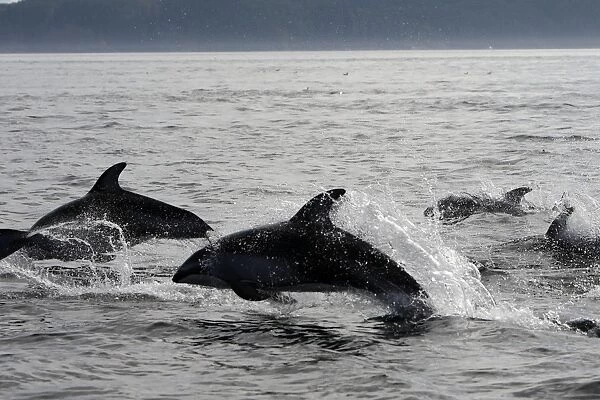 Pacific White-sided Dolphin - group leaping. Johnstone strait - British Colombia - Canada