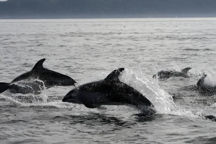 Framed Print : Pacific White-sided Dolphin - group leaping. Johnstone strait - British Colombia - Canada Framed Print : Pacific White-sided Dolphin - group leaping. Johnstone strait - British Colombia - Canada