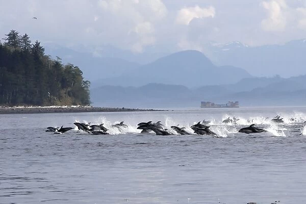 Pacific White-sided Dolphin - group porpoising. Johnstone strait - British Colombia - Canada