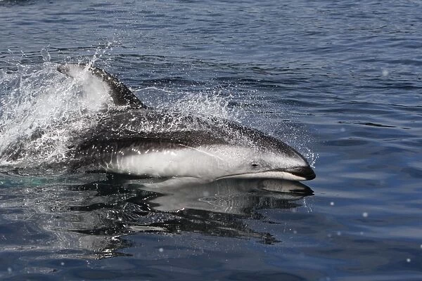 Pacific White-sided Dolphin - swimming. Johnstone strait - British Colombia - Canada