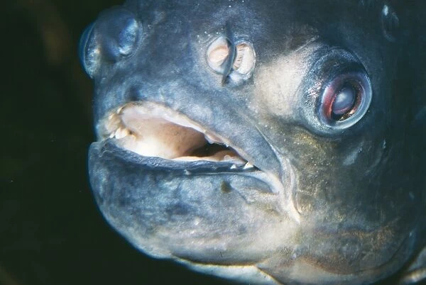 Pacu Fish. PM-7648. Pacu Fish. Colossoma nigripinnis