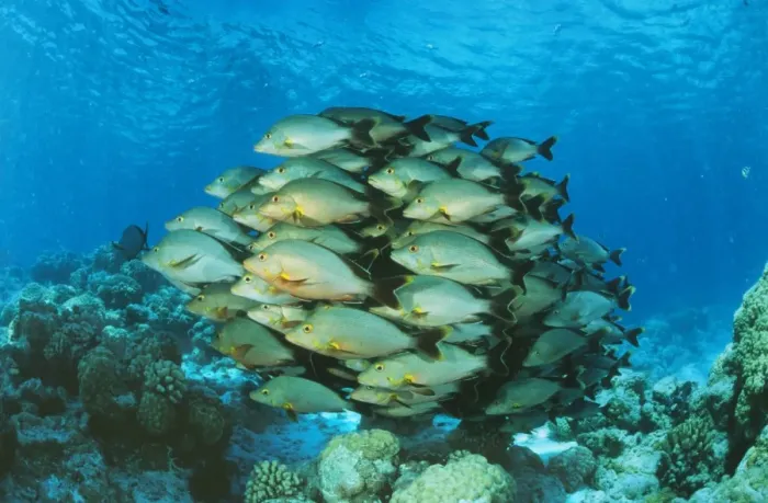 Framed Print : Paddletail Snapper KA 44 Shoal, Polynesia Lutjanus gibbus © Kurt Amsler  /  ARDEA LONDON