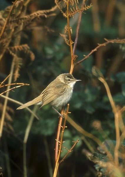 Paddyfield Warbler - October Isles of Scilly, UK
