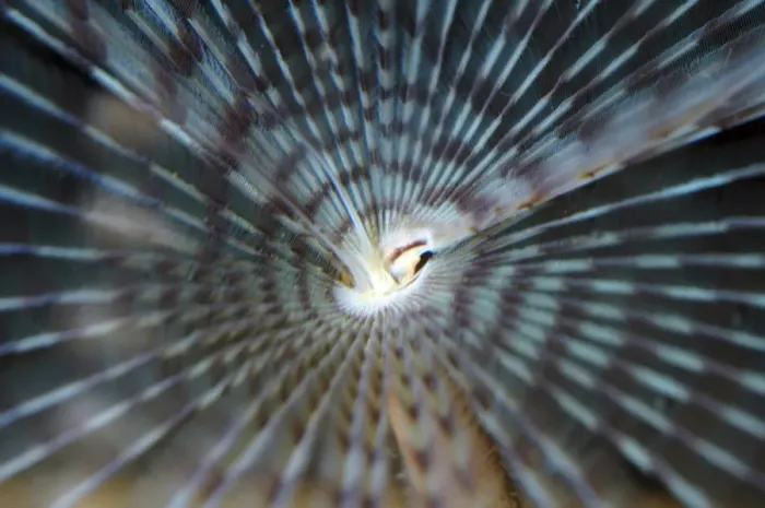 Framed Print : Paecock Fanworm with tentacles extended, NE Atlantic and Mediterranean sea bed Framed Print : Paecock Fanworm with tentacles extended, NE Atlantic and Mediterranean sea bed