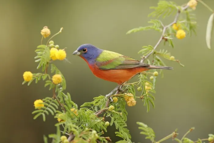 Framed Print : Painted Bunting - male South Florida, USA Framed Print : Painted Bunting - male South Florida, USA