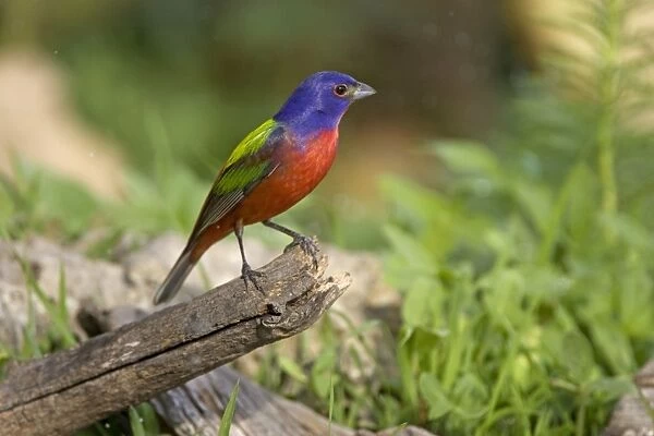Painted Bunting - Red Corral Ranch - Texas
