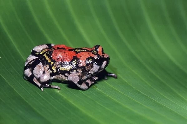 Painted burrowing frog - on leaf Madagascar