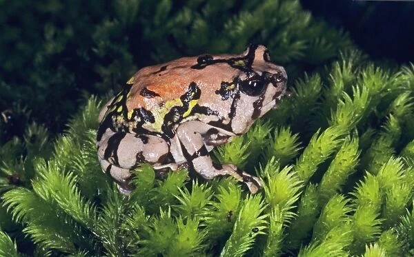 Painted Burrowing Frog - on moss Madagascar