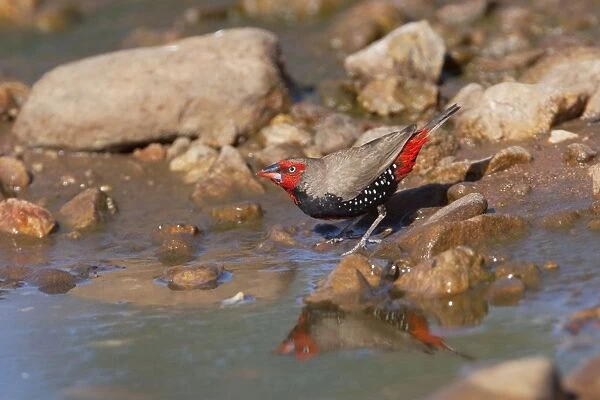 Painted Finch - male drinking from pool - Donkey Creek near Canteen Creek Aboriginal Community - Northern Territory - Australia