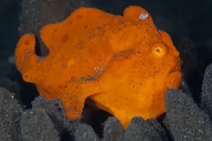 Framed Print : Painted Frogfish - Indonesia Framed Print : Painted Frogfish - Indonesia