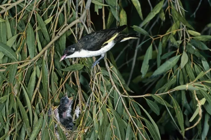 Framed Print : Painted Honeyeater - at nest with chicks - Australia Framed Print : Painted Honeyeater - at nest with chicks - Australia