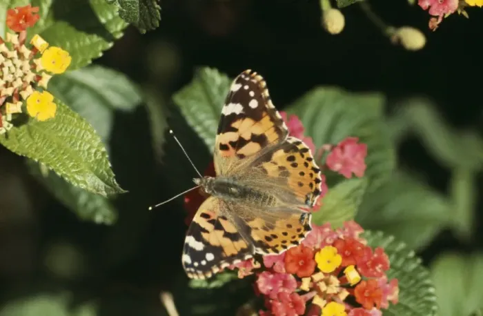 Framed Print : Painted Lady Butterfly DE 1213 Vanessa cardui © M. D. England / ardea. com Framed Print : Painted Lady Butterfly DE 1213 Vanessa cardui © M. D. England / ardea. com