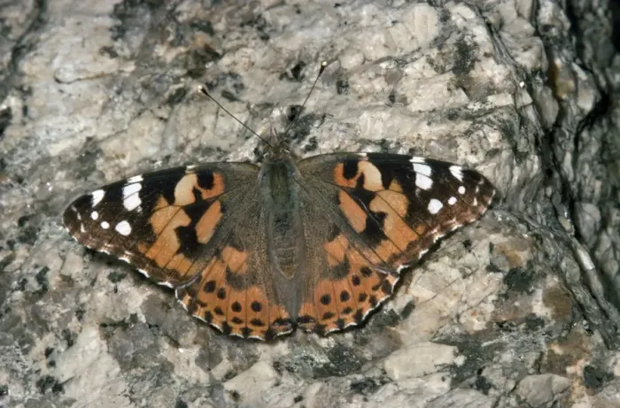 Framed Print : Painted Lady Butterfly