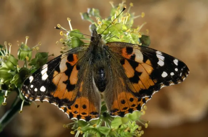 Framed Print : Painted Lady Butterfly Framed Print : Painted Lady Butterfly