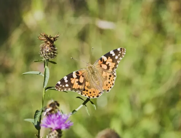 Framed Print : Painted Lady Butterfly Bedfordshire UK 003218 Framed Print : Painted Lady Butterfly Bedfordshire UK 003218