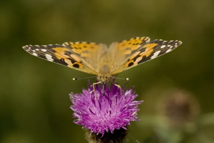 Framed Print : Painted Lady Butterfly - England - UK - On thistle blossum where commonly found - Migrates to Britain from southern Europe and N Africa on prevailing winds - Cannot survive the winter weather in Britain Framed Print : Painted Lady Butterfly - England - UK - On thistle blossum where commonly found - Migrates to Britain from southern Europe and N Africa on prevailing winds - Cannot survive the winter weather in Britain