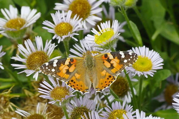 Painted Lady Butterfly - feeding on Erigeron Daisy Venessa cardui Essex, UK IN001251