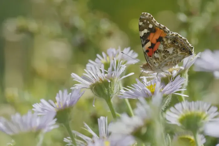 Framed Print : Painted Lady Butterfly - feeding on Erigeron Daisy Venessa cardui Essex, UK IN001247 Framed Print : Painted Lady Butterfly - feeding on Erigeron Daisy Venessa cardui Essex, UK IN001247