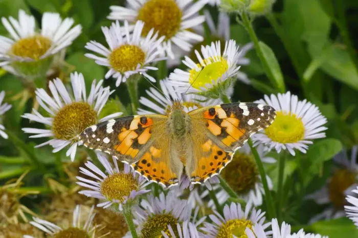 Framed Print : Painted Lady Butterfly - feeding on Erigeron Daisy Venessa cardui Essex, UK IN001251 Framed Print : Painted Lady Butterfly - feeding on Erigeron Daisy Venessa cardui Essex, UK IN001251
