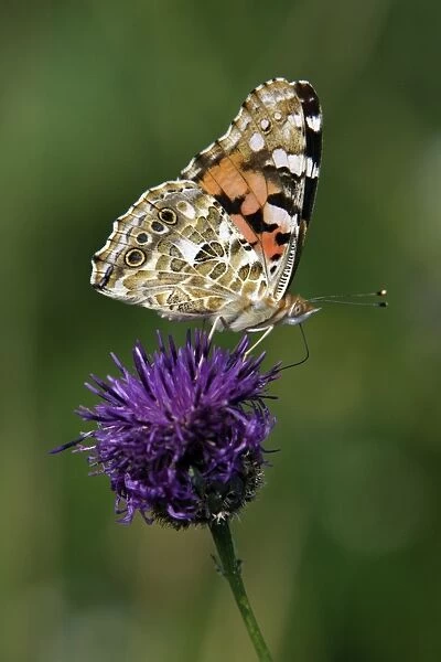 Painted Lady Butterfly- feeding on Greater Knapweed flower, with wings closed, Hessen, Germany
