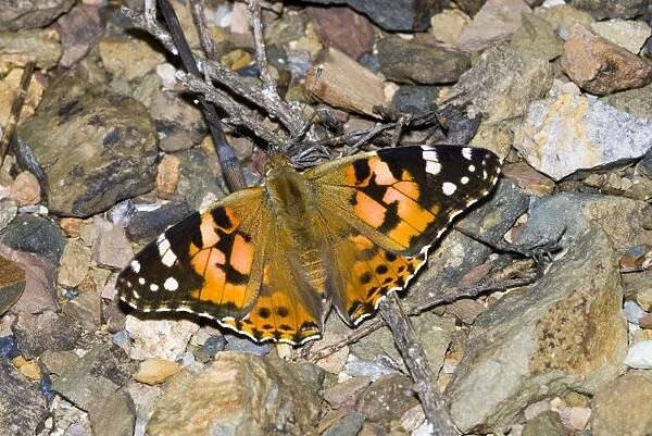 Painted Lady butterfly. Often settles on ground with wings open. Common cosmopolitan species, widespread in most habitats. Grahamstown, Eastern Cape, South Africa