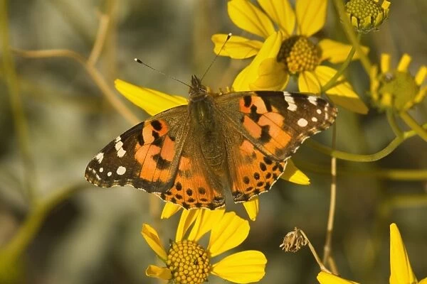 Painted Lady Butterfly - sitting on a bright yellow blooming Brittlebush - Anza Borrego Desert State Park, California, USA