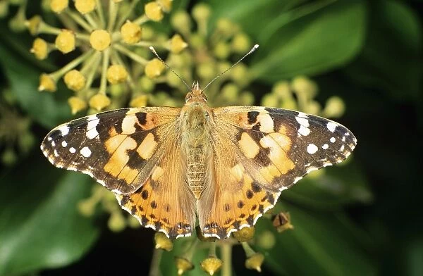 Painted Lady Butterfly UK