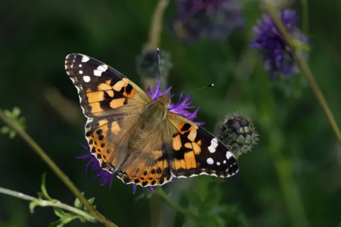 Framed Print : Painted Lady Butterfly- with wings wide open, resting, Hessen, Germany Framed Print : Painted Lady Butterfly- with wings wide open, resting, Hessen, Germany