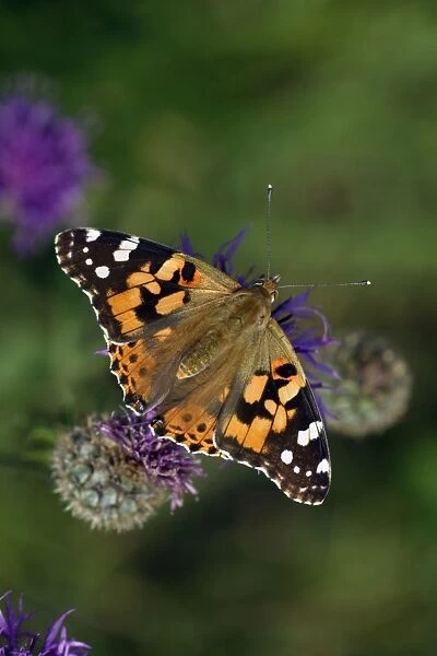 Painted Lady Butterfly- with wings wide open, resting, Hessen, Germany