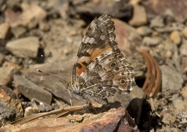 Painted Lady - resting on high pass, at c. 11, 000 ft. Most widespread butterfly in world. Sierra Nevada