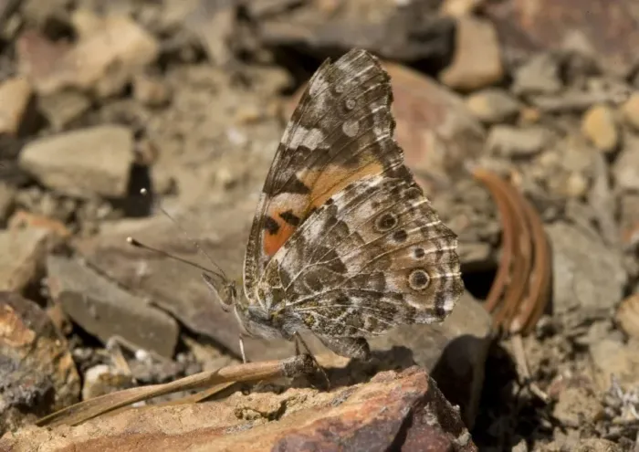 Framed Print : Painted Lady - resting on high pass, at c. 11, 000 ft. Most widespread butterfly in world. Sierra Nevada Framed Print : Painted Lady - resting on high pass, at c. 11, 000 ft. Most widespread butterfly in world. Sierra Nevada