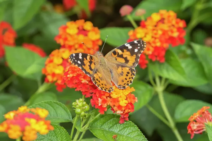 Framed Print : Painted Lady (Vanessa cardui) on Red Spread Lantana (Lantana camara) Marion County, Illinois. Date: 22-09-2020 Framed Print : Painted Lady (Vanessa cardui) on Red Spread Lantana (Lantana camara) Marion County, Illinois. Date: 22-09-2020