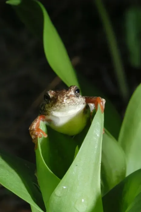 Framed Print : Painted Reed Frog - sitting on leaf Okavango Delta Botswana Africa Framed Print : Painted Reed Frog - sitting on leaf Okavango Delta Botswana Africa