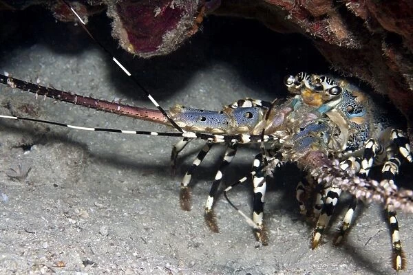 Painted Rock Lobster - Malaysia