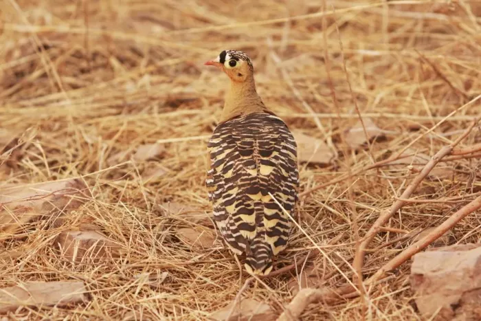 Framed Print : Painted Sandgrouse Ranthambhor National Park, India Framed Print : Painted Sandgrouse Ranthambhor National Park, India
