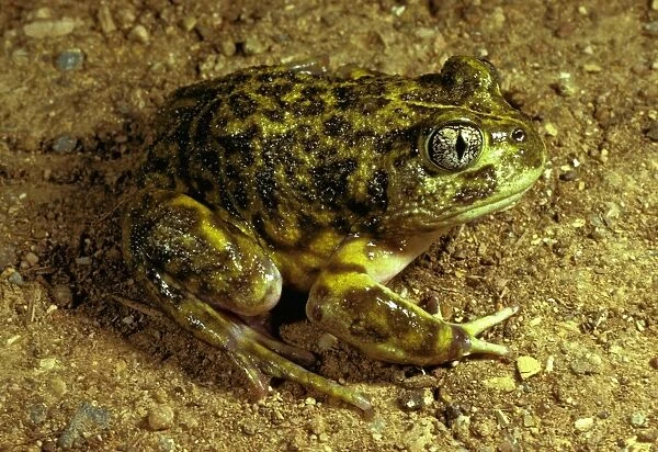 Painted  /  Spotted burrowing frog. About 50 mm long;