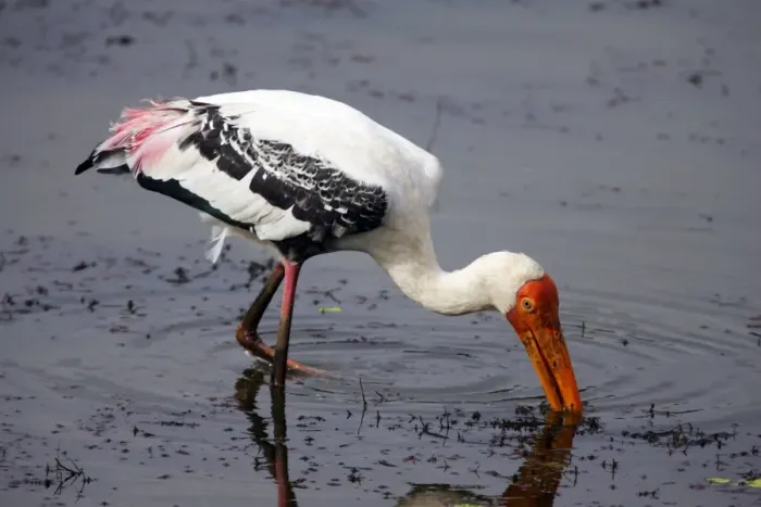 Framed Print : Painted Stork Ranthambhore National Park, Rajasthan, India Framed Print : Painted Stork Ranthambhore National Park, Rajasthan, India