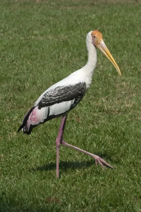 Framed Print : Painted Stork - Walking on grass Framed Print : Painted Stork - Walking on grass
