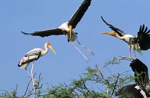 Painted Storks fighting foe nesting site, Keoladeo National Park, India