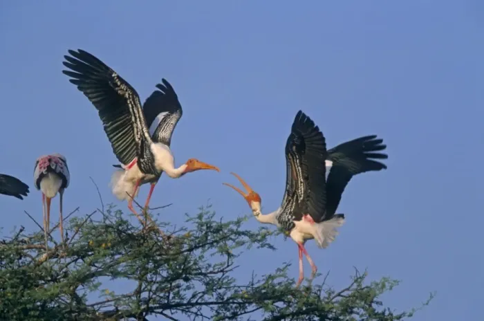 Framed Print : Painted Storks fighting, Keoladeo National Park, India Framed Print : Painted Storks fighting, Keoladeo National Park, India